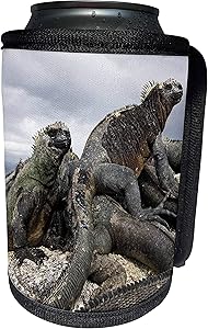 3dRose Danita Delimont - Galapagos Islands - Ecuador, Galapagos Islands, Marine iguana - SA07 MDE0051 - Michael DeFreitas - Can Cooler Bottle Wrap (cc_86219_1)