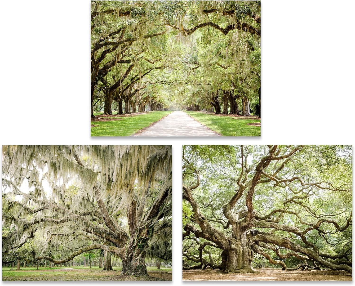 Photographs - Tree Wall Art, Charleston Prints - Print Set of 3, 8x10 inches each - Unframed Photography- featuring Angel Oak, Beaufort and Charleston Live Oak Trees with Spanish Moss