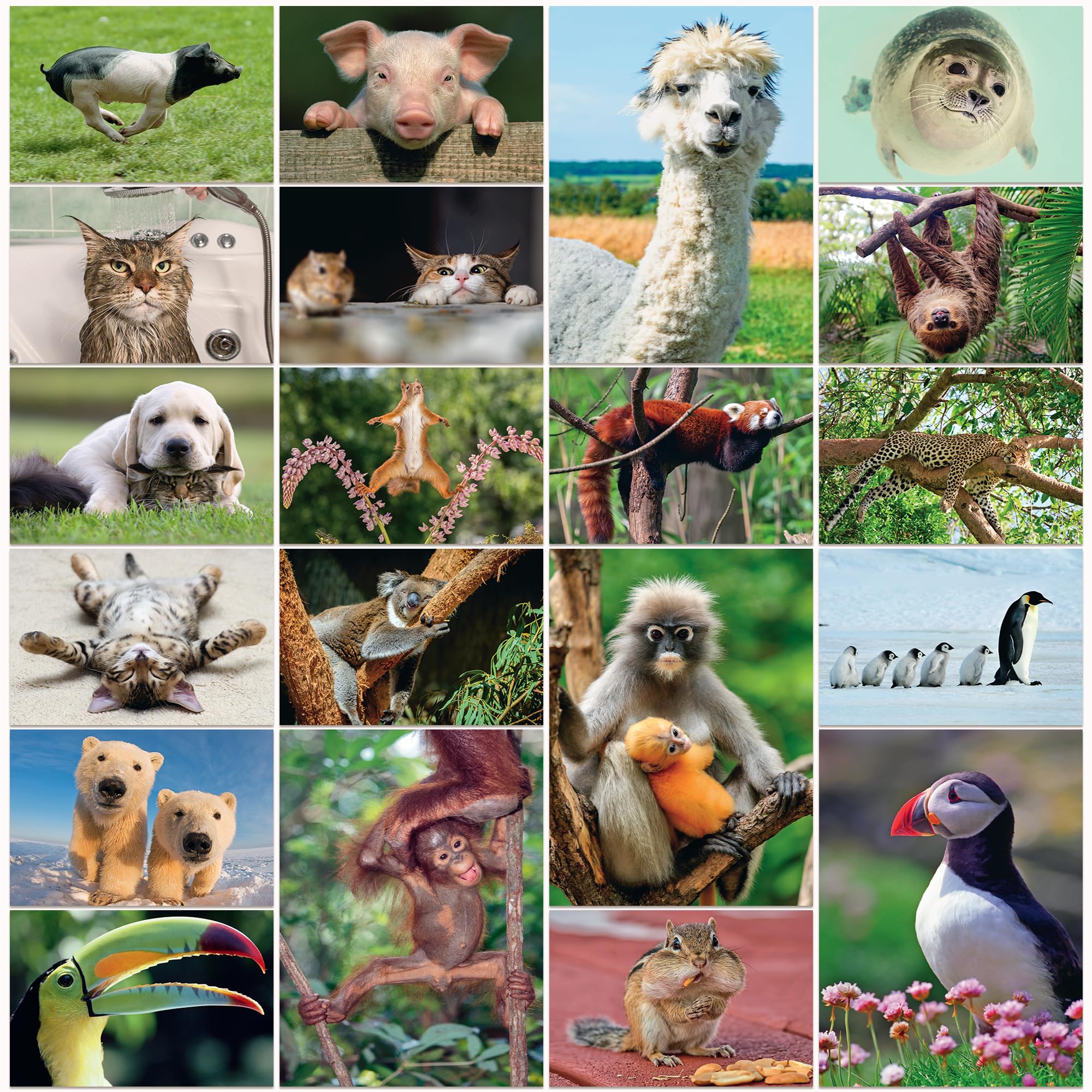 Edition Colibri 20 FUNNY ANIMALS Postcard set of 20 funny animals, all different postcards size: 5.8 x 4.1 inch/perfect for Collectors or postcrossing