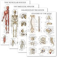 Palace Learning 4 Pack - Anatomical Poster Set - Laminated - Muscular, Skeletal, Ligaments of the Joints, Anatomy of the Spin