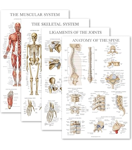 Poster éducatif Laminé Sur L'anatomie Masculine - 91x61 Cm - Thème Biologie & éducation