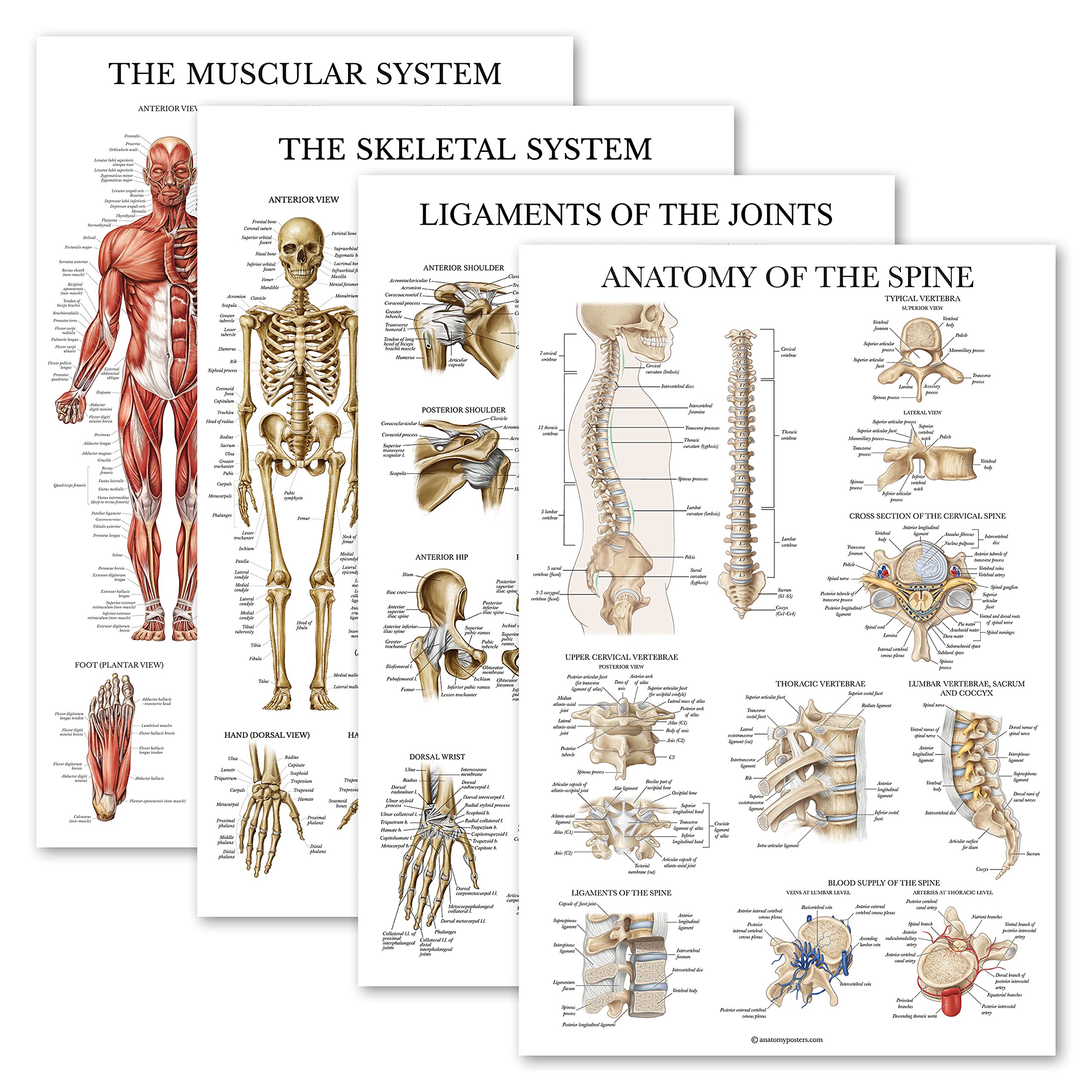 Palace Learning 4 Pack - Anatomical Poster Set - Laminated - Muscular, Skeletal, Ligaments of the Joints, Anatomy of the Spine - Anatomy Chart Set (LAMINATED, 18'' x 24'')