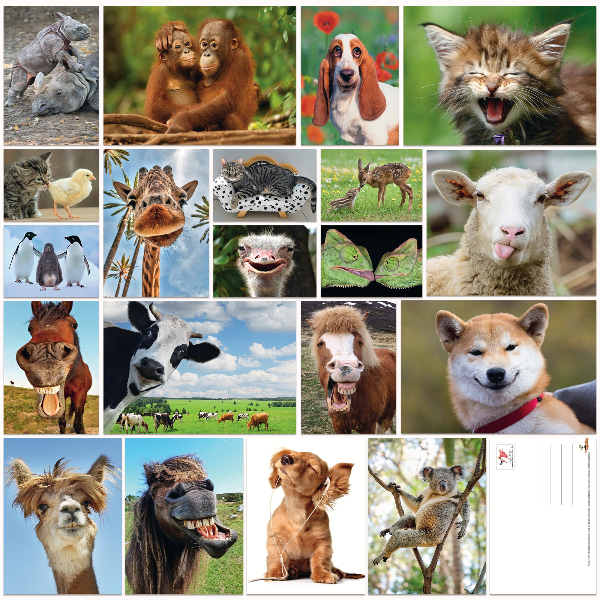 Edition Colibri Animal Postcard Set, Funny and Cute Postcards from around the World for Children, Friends, Team Gifts and Postcrossing, Handmade, Made in Germany, Sustainably Produced (Set 6)