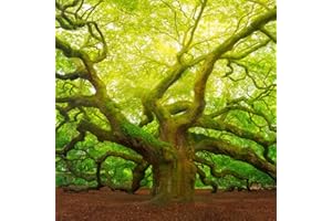 BRIGHT DAY CALENDARS 2024 Trees Monthly Wall Calendar by Bright Day, 12 x 12 Inch Forest Arboriculture Beautiful Nature