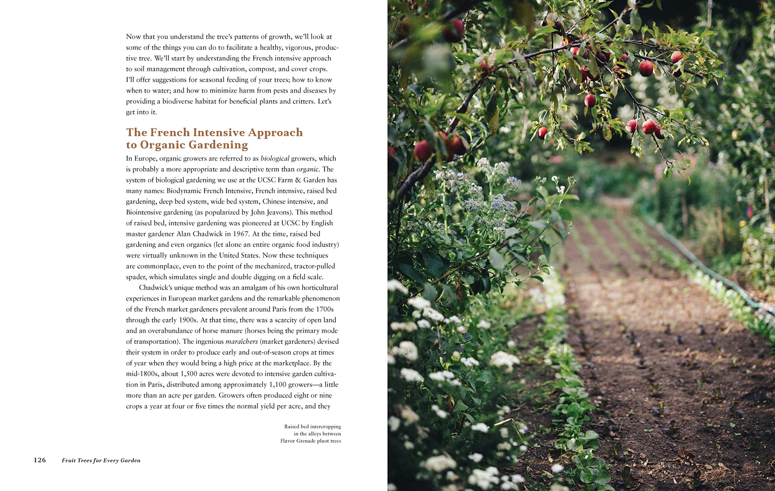 Fruit Trees for Every Garden: An Organic Approach to Growing Apples, Pears, Peaches, Plums, Citrus, and More Fruit Trees for Every Garden: An Organic Approach to Growing Apples, Pears, Peaches, Plums, Citrus, and More Fruit Trees for Every Garden: An Organic Approach to Growing Apples, Pears, Peaches, Plums, Citrus, and More Paperback Kindle