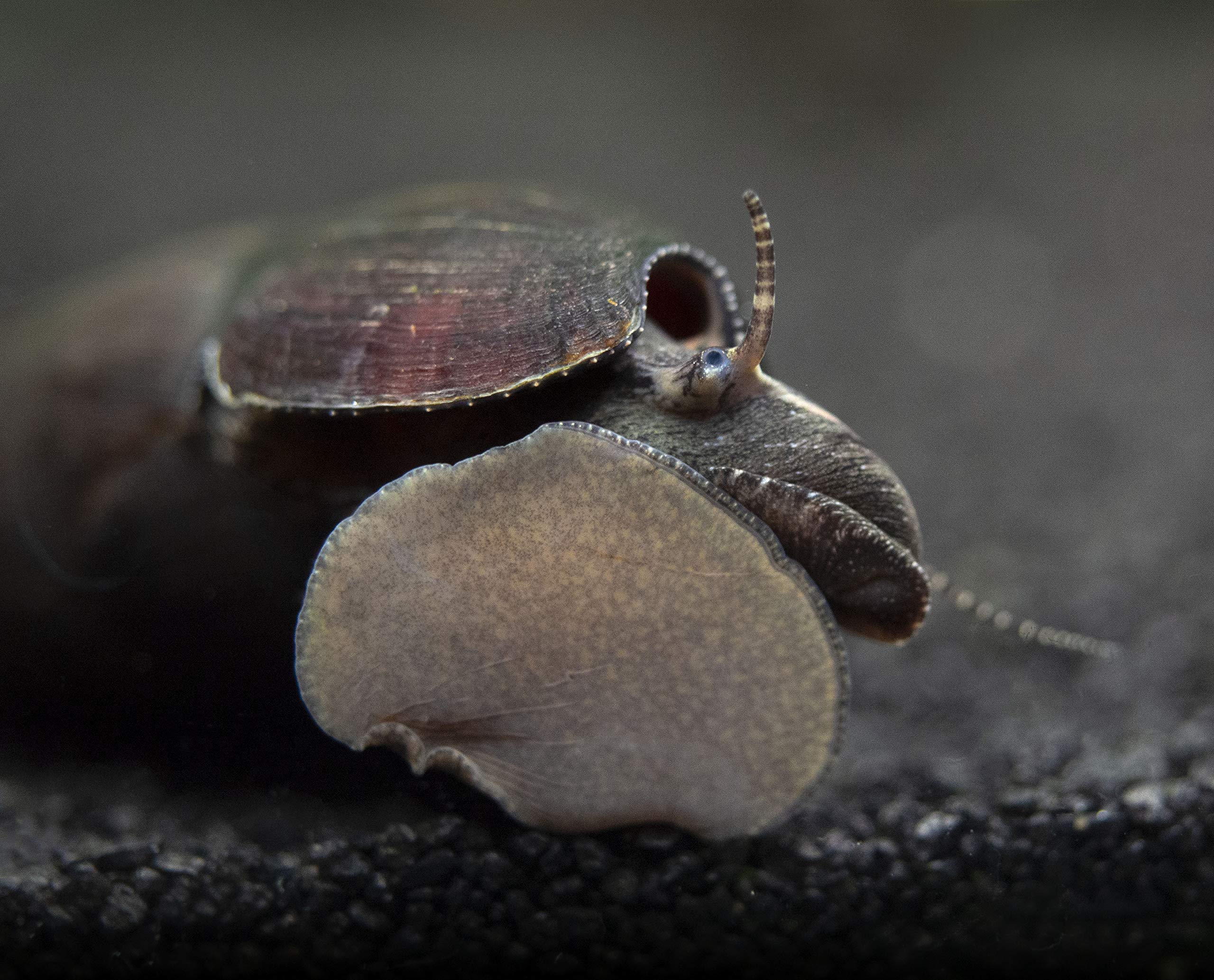 Aquatic Arts 1 Black Devil Snail (Faunus ater) 1 to 3 inches Long