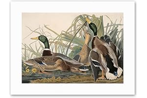 Wee Blue Coo BIRD AUDUBON MALLARD DUCK Painting Canvas art Prints