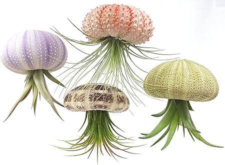 Amazon Com Aura Creations 4 Pcs Sea Urchin Air Plant Jellyfish