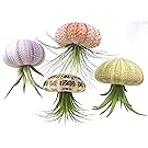 4 Pcs Sea Urchin Air Plant Jellyfish Lot / Kit Includes Plants, Shells, and Hanging Accesories, + Gift Box