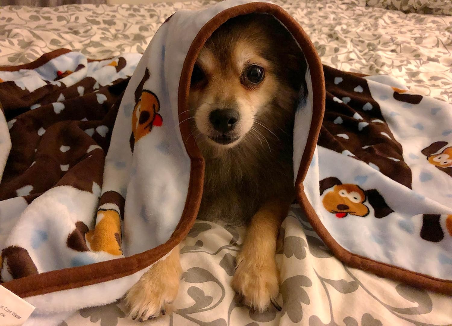 SmartPetLove Snuggle Puppy Blanket for Pets, Blue Pattern : Pet Bed Blankets : Pet Supplies