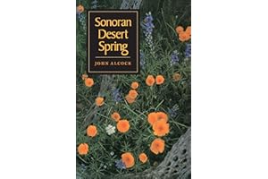 Sonoran Desert Spring