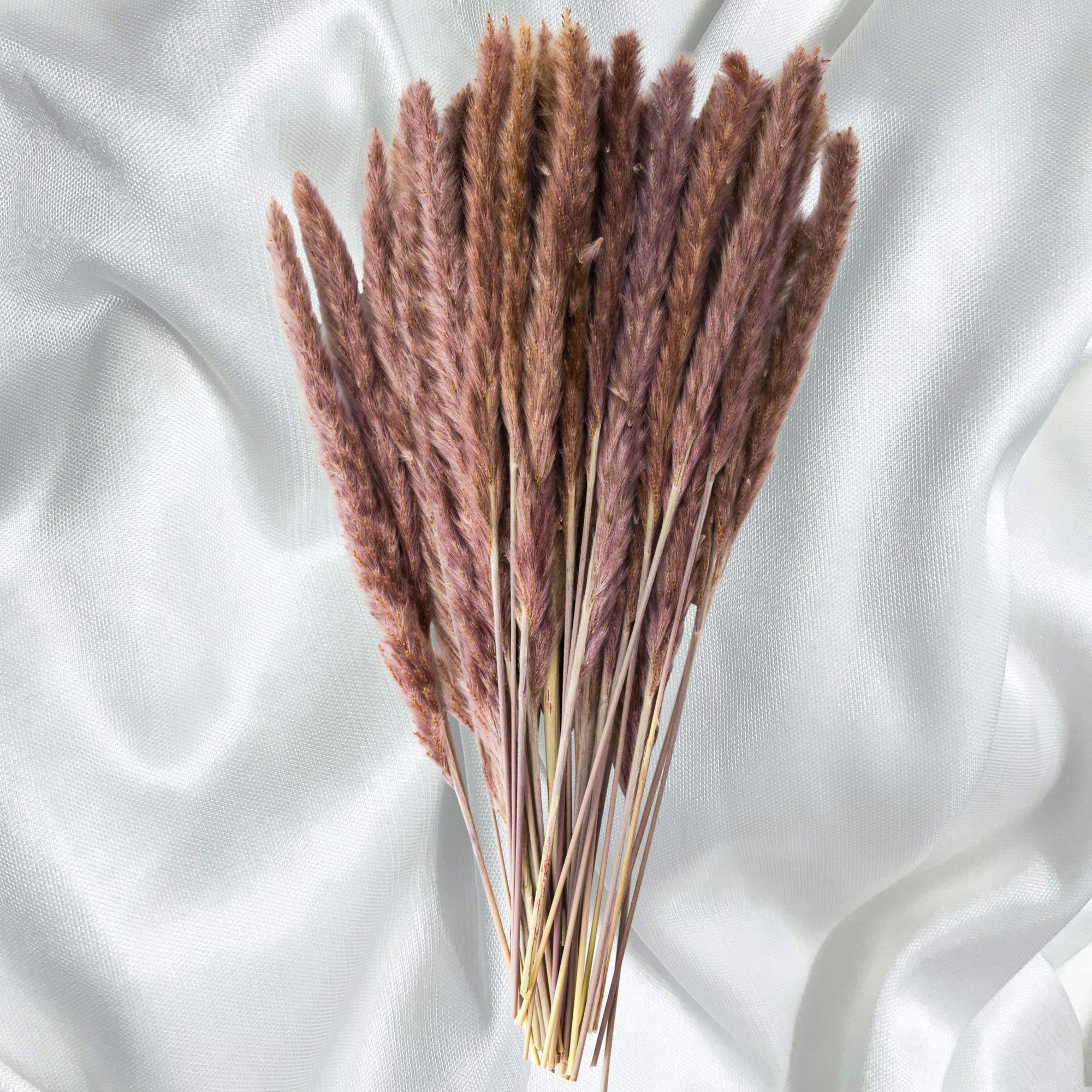 Buy 40 Pack GlamStems Natural Dried Pampas Grass Decor 18in w/ Box