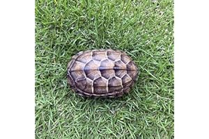 CEZUIC Unique Turtle Shell True Specimen Turtle Shell（ Reeves' Turtle） Taxidermy (1)