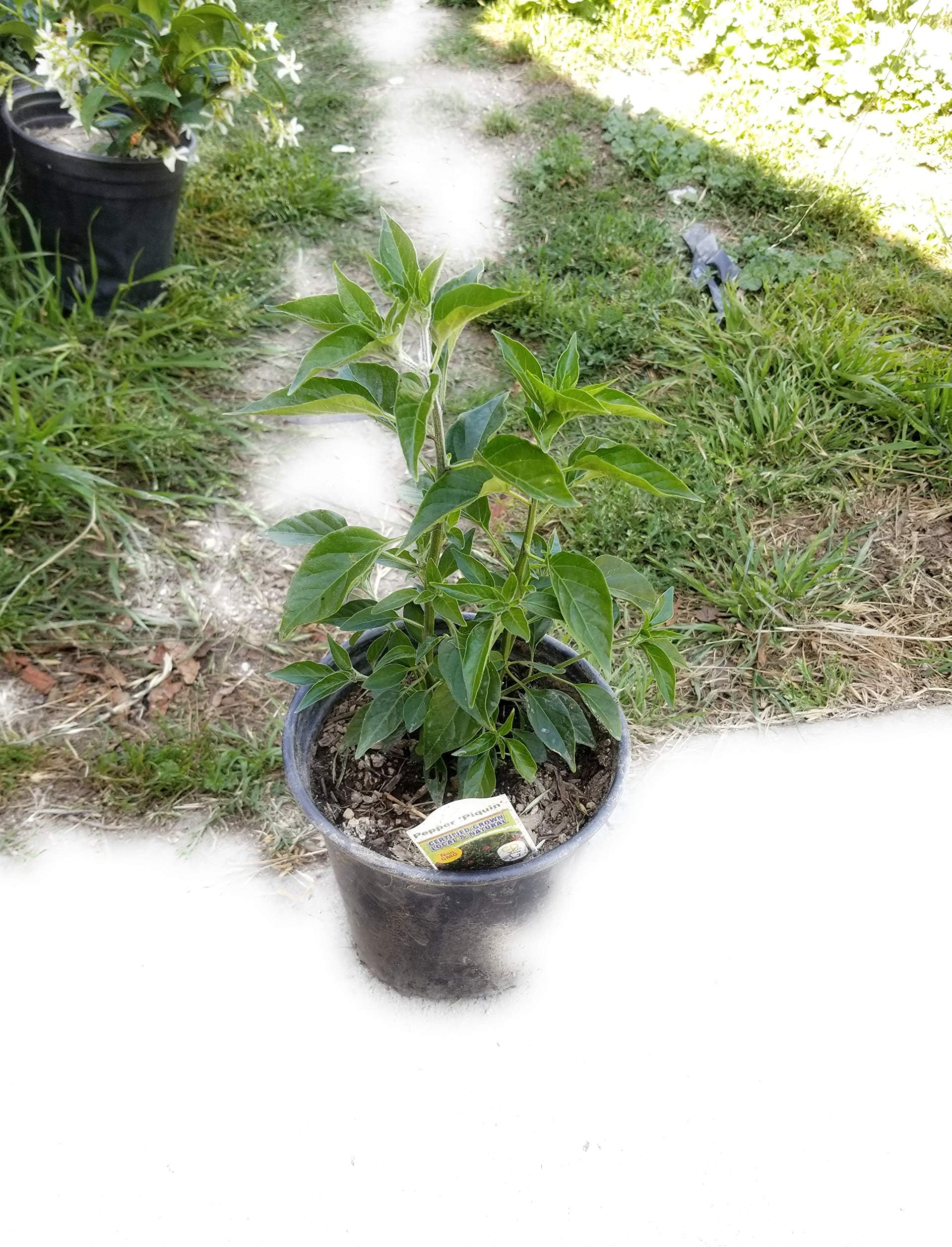 1 Live Pepper piquin Pequin Chile pikin, Chiltepin Plant Capsicum annuum (Live Plant, 8" to 12" Tall) Ship with Free Geen Bear Fertilizer 1 Gallon Potted
