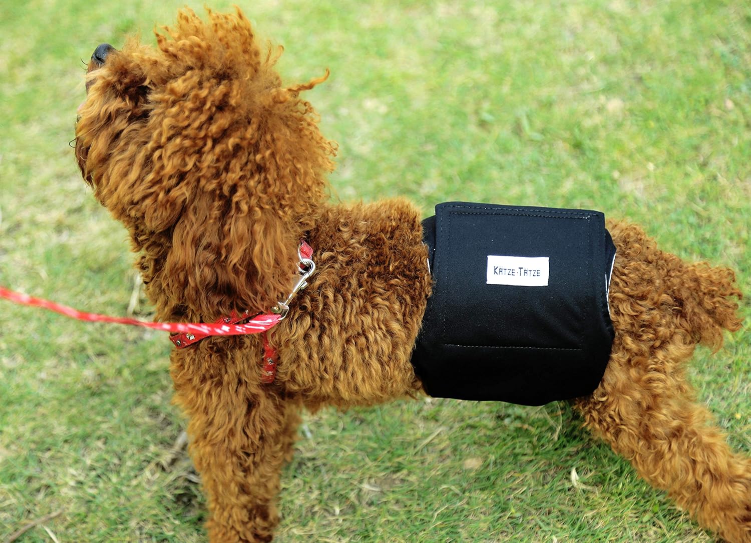 S/M/L/XL 3er Pack Wiederverwendbar und langlebig Pet Windel