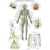Palace Learning Nervous System Anatomy Poster - LAMINATED - Autonomic Nervous System &amp; Brain Anatomical Chart - 18" x 24"