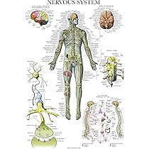 Affiche Anatomique Du Système Musculaire Humain. : Image