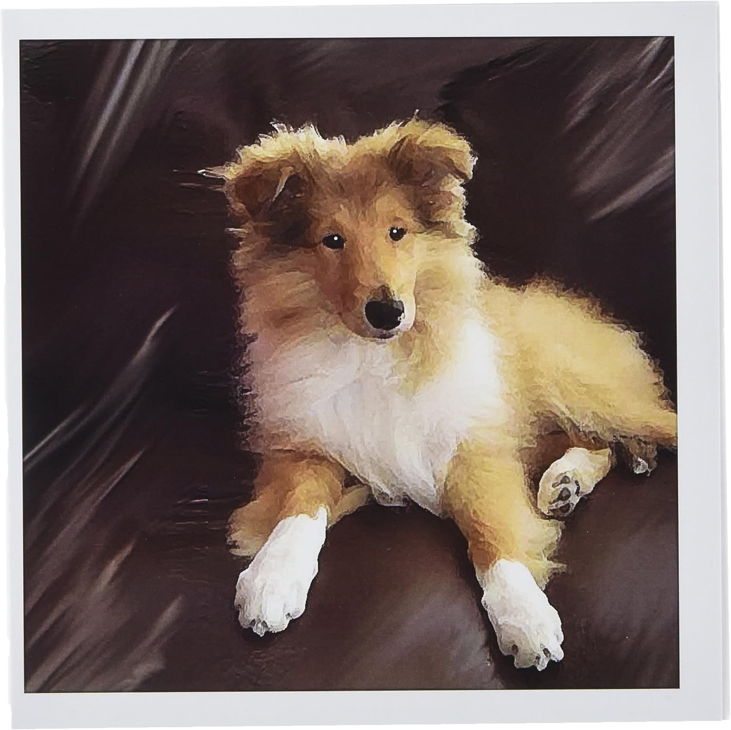 rough collie x