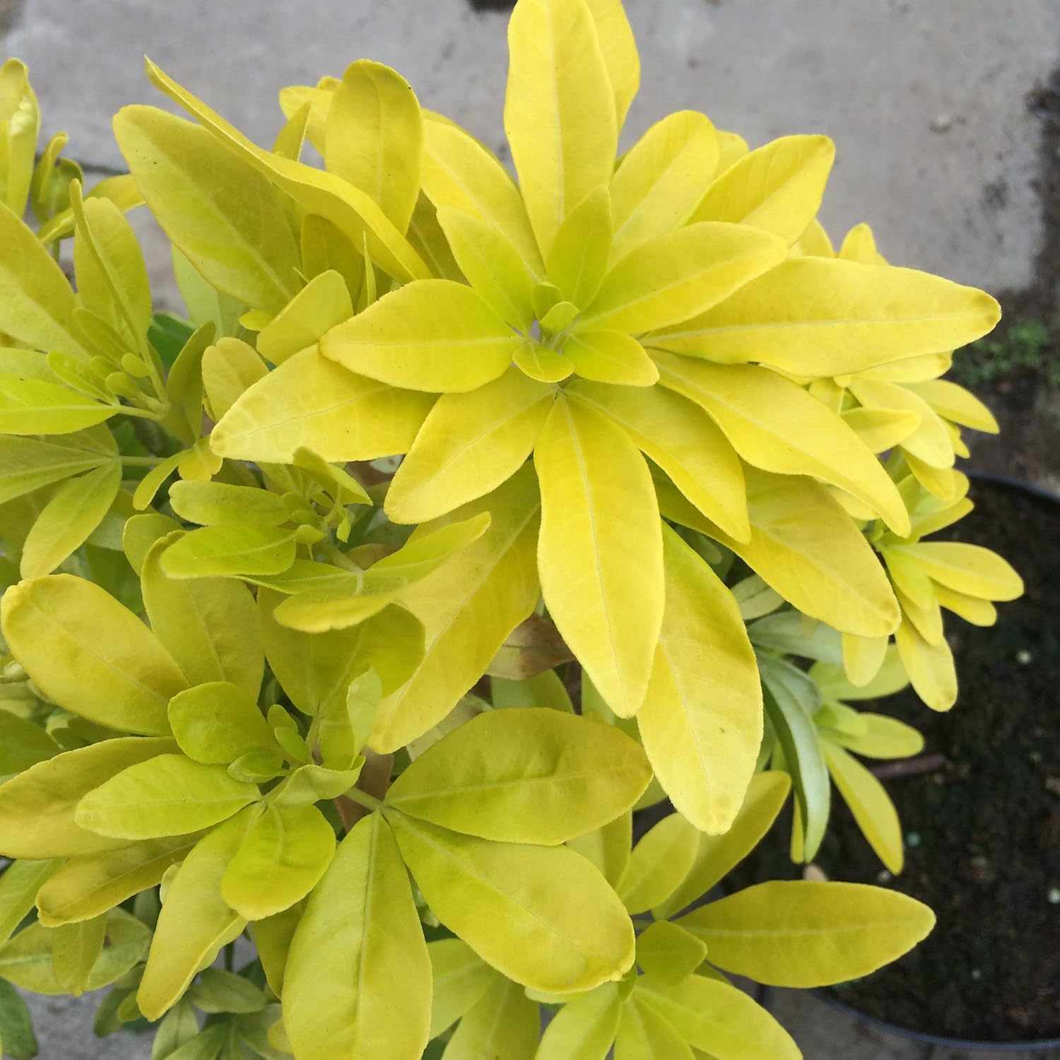 Mexican Orange Blossom / Choisya 'Ternata Sundance' 20cm in 2L Pot
