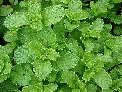 National Gardens Spearmint Mint Herb Seeds (Pack of 10)