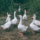 Copdock Mill Whole Wheat Chicken Feed 20kg UK Poultry Food Natural view 6