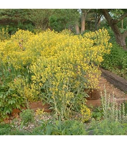 Rivea Corymbosa – (Ololiuhqui) - - O Seu Blog Sobre Cultivo - Foto 7