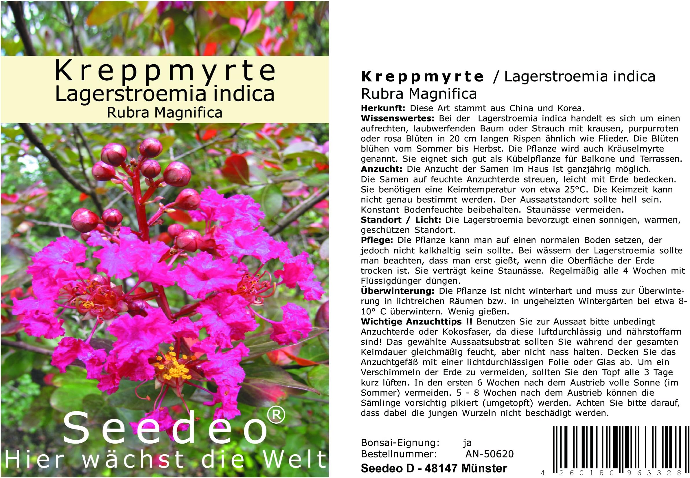 Seedeo Crepe Myrtle/Storage Stroe Mia Indica Rubra Magnifica 100 Seeds