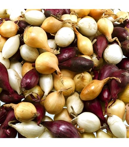 Aazon.co: 100 Seeds - Lupini Beans Seed "SWEET LUPINI" (Lupinus Albus) Grow Italian National
