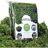 Usmola Artificial Fake Moss, 8OZ Craft Moss for Potted Plant Centerpieces Decor (Fresh Green)