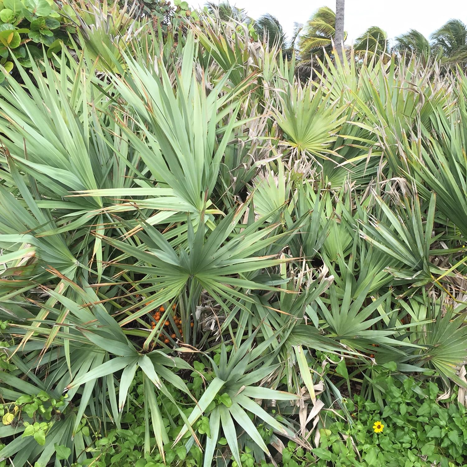 Silver Saw Palmetto Seeds/Dried Berries (Serenoa repens