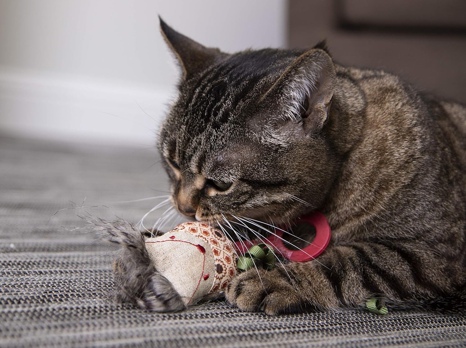 petlinks foxy frenzy