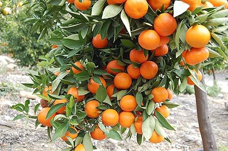 Creative Farmer Orange Tree Fruit Seeds Fruit Seed For Terrace Garden Fruit Seeds Garden Pack