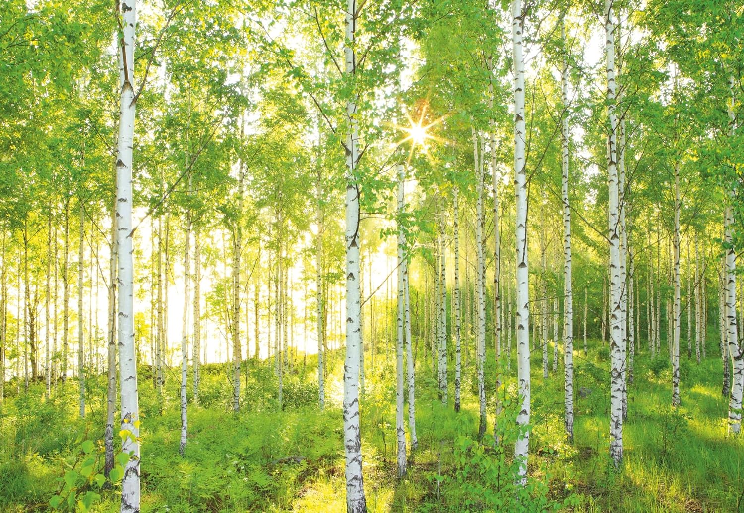 Komar 8-519 368 x 254 cm National Geographic Sunday Spring Birch Tree Forest Wallpaper Mural - Green (Pack of 8) - Image 3