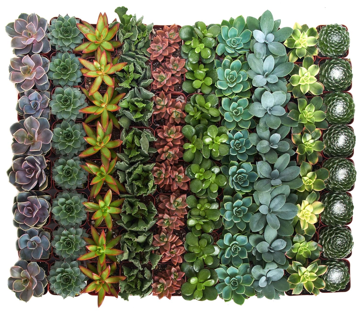 Shop Succulents Assorted Collection of Live Succulent