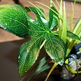Komodo Jungle Canopy Reptile Terrarium Plant 1 Count view 4