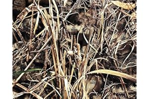 FABRIC TEXTILE PRODUCTS Realtree Max-7 | Canvas Tough Duck 600D Fabric | Hunting Camo Water-Resistant Outdoor Fabric | 58" Wide | 5 yd