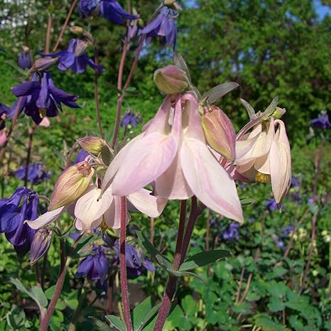 Lichtnelke Akelei Aquilegia Flabellata Spring Magic Rosa Weiss Amazon De Garten