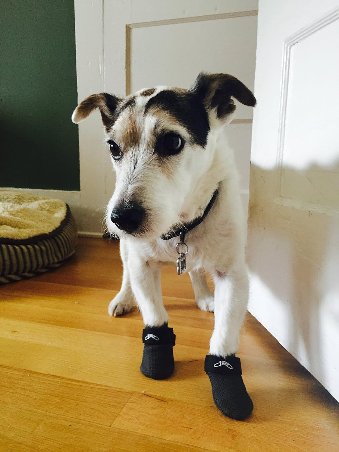 Dog Traction Booties, Jawz (xlarge 5") Pet Supplies