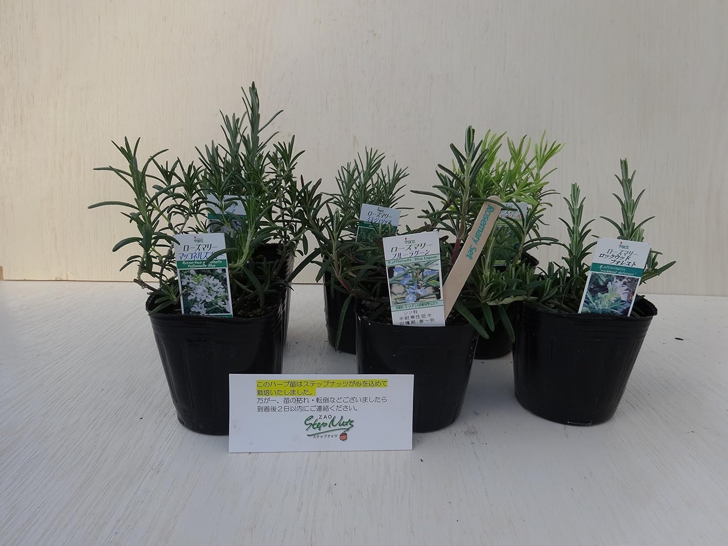 Amazon ローズマリー ステップナッツ オリジナル ６ポットセット ハーブ