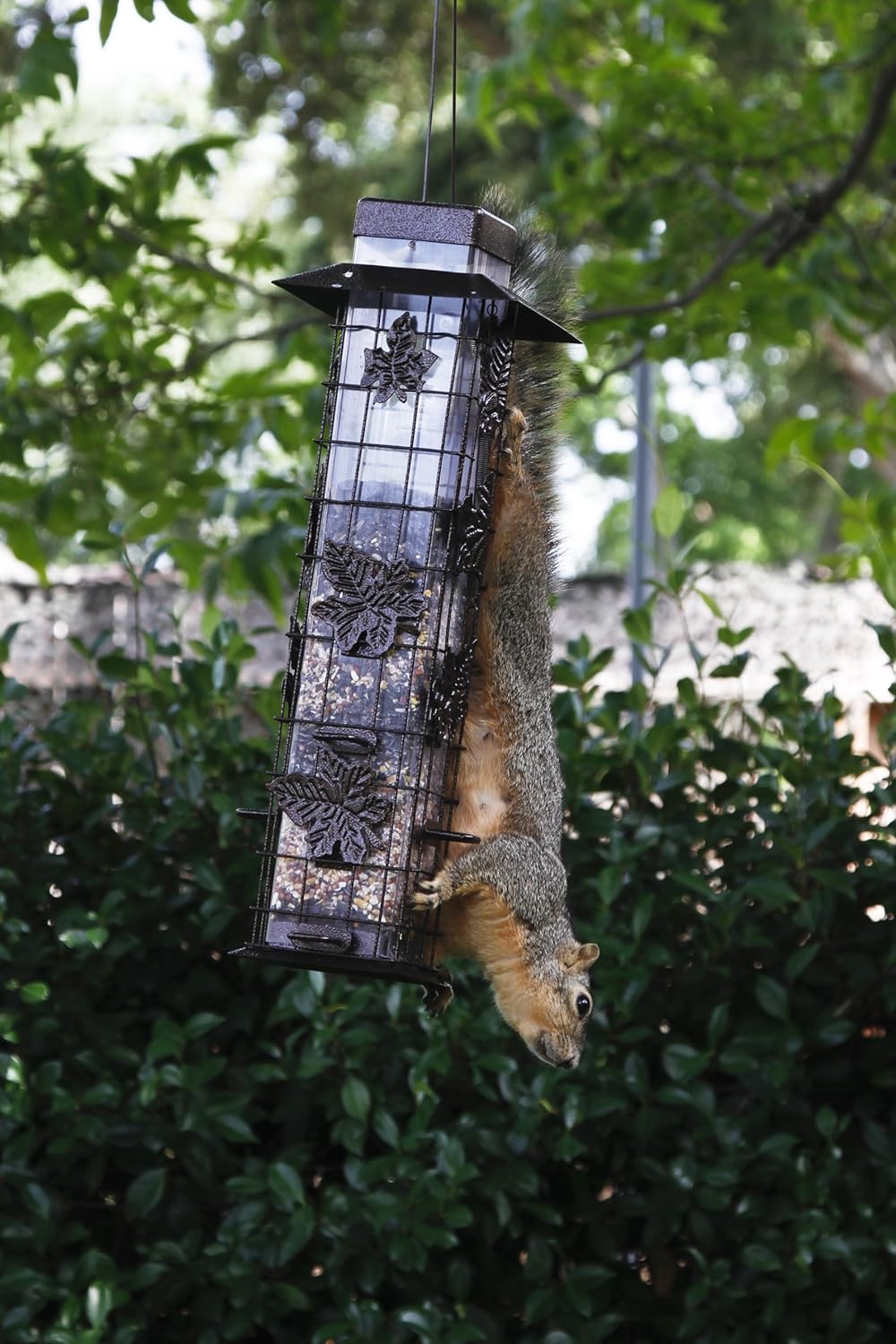 Perky-Pet 336 Squirrel-Be-Gone Wild Bird Feeder – 2 lb : Garden & Outdoor