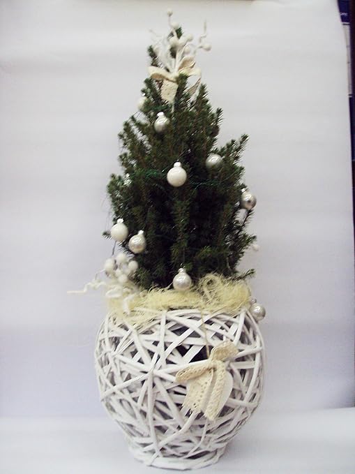 Addobbi Natalizi Amazon.Alberello Apicea Perfecta Vero Natalizio Addobbi Natale Amazon It Giardino E Giardinaggio