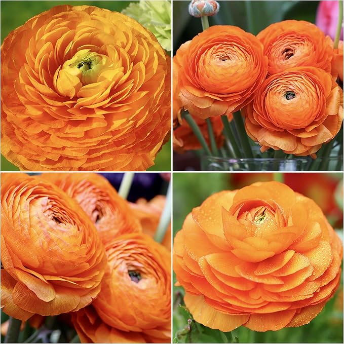 10 x Ranunculus Bulbs ‘Orange’ Colourful Summer Flowering Bulbs Ready to Plant by Woodland