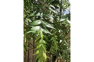 GOODLUCK GANESHA Fresh Neem Leaves, Margosa or Azadirachta Indica (100)