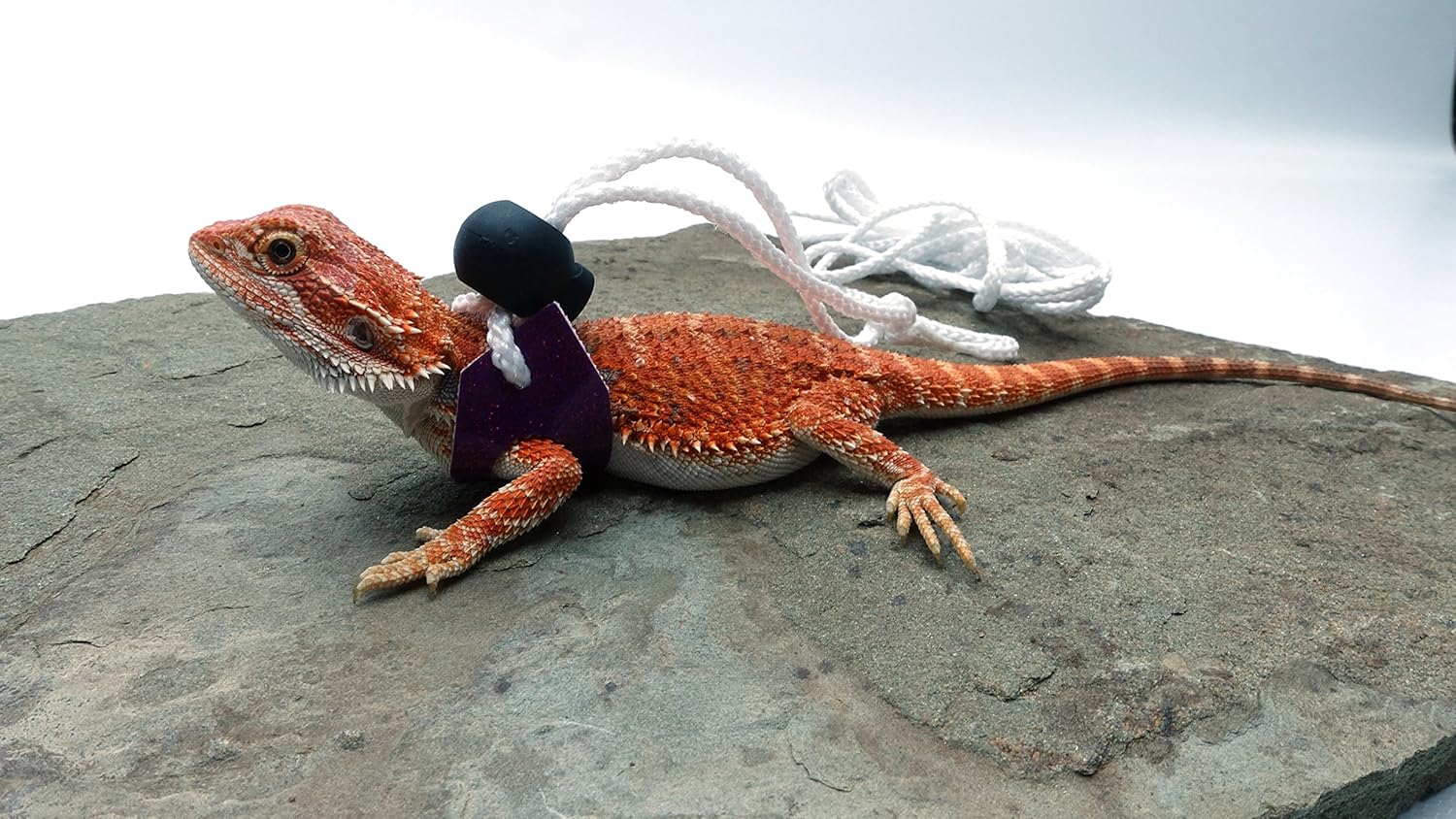 collared lizard pet