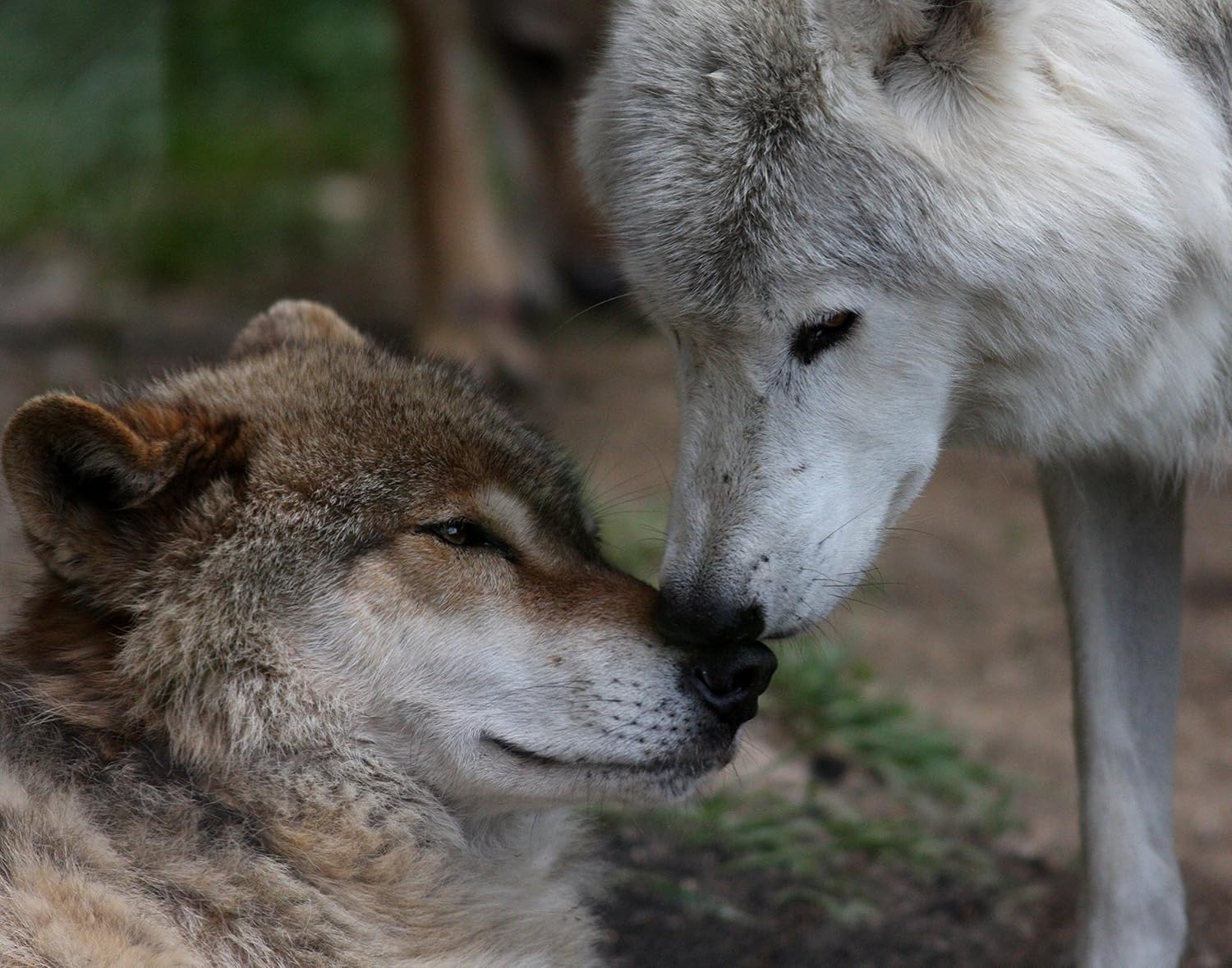 Wolf / Wolves 8 x 10