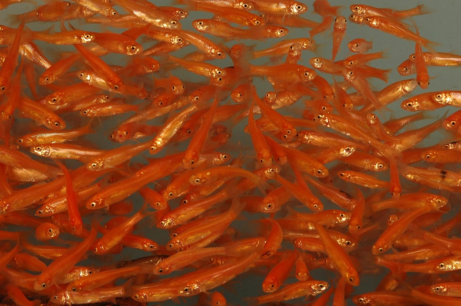 Amazon Com Toledo Goldfish Live Rosie Red Minnows For Ponds