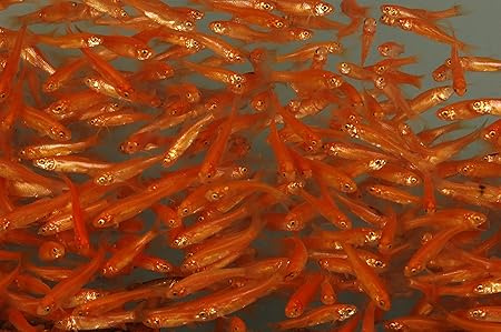 Amazon Com Toledo Goldfish Live Rosie Red Minnows For Ponds