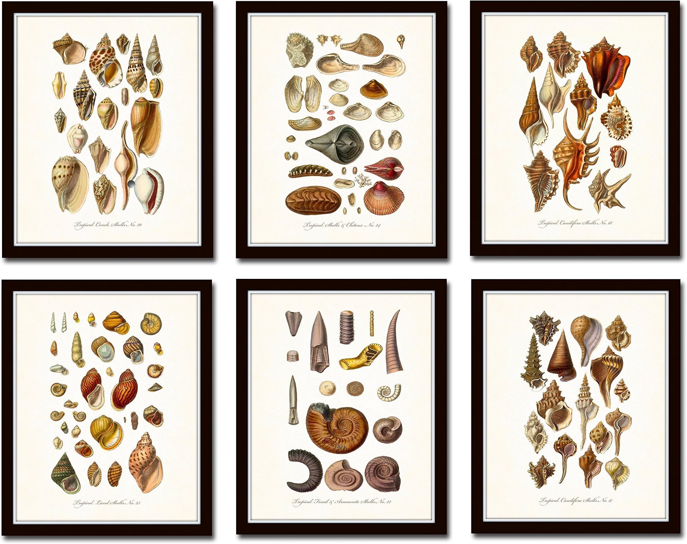 French Seashell Print Set No.1 Set of 6 Vintage Seashell Prints Giclee Home Decor Wall Art - Unframed