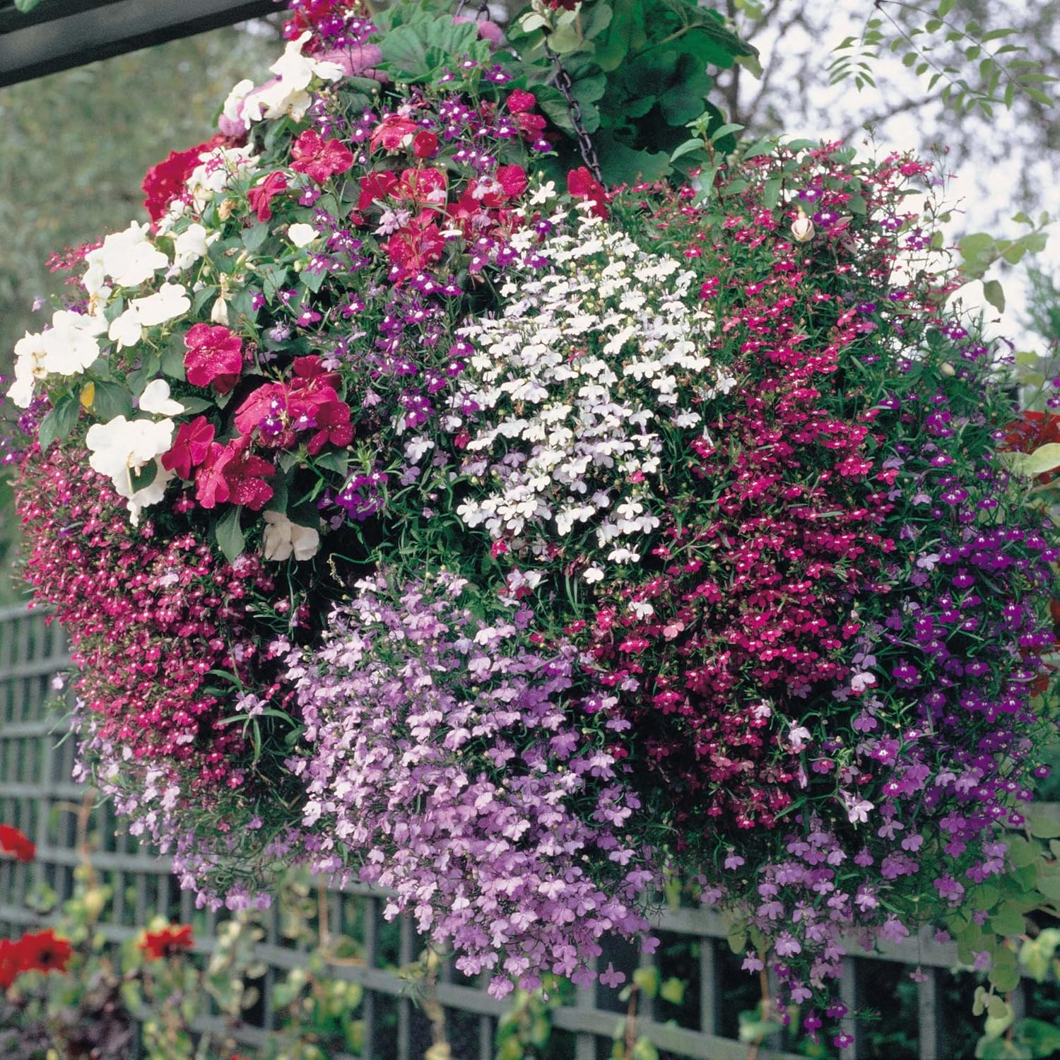 0.1g (approx. 2800) trailing lobelia seeds LOBELIA ERINUS best for