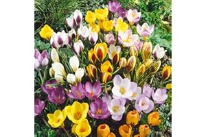 DAYLILY NURSERY 40 Jumbo Crocus Mixture Bulbs- Fall Planting!